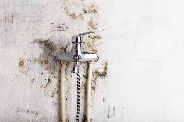 Best Mold Testing  in Peosta, IA