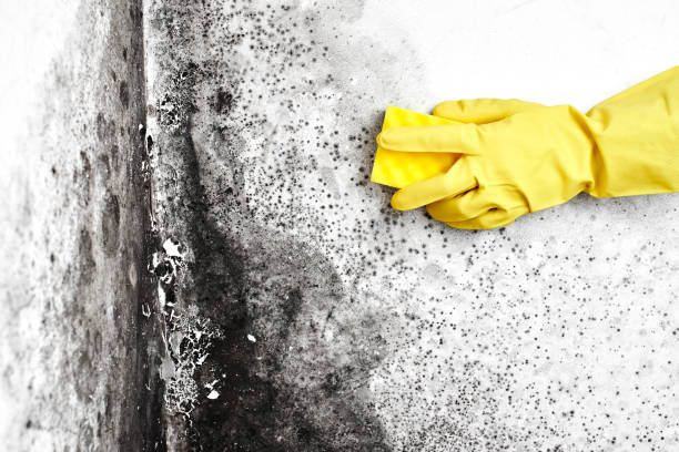Mold Testing and Removal in Peosta, IA