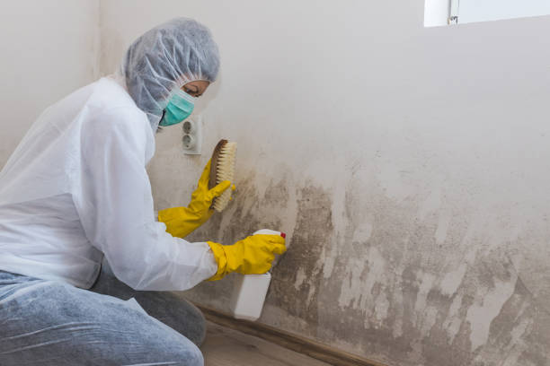 Best Mold Damage Repair  in Peosta, IA
