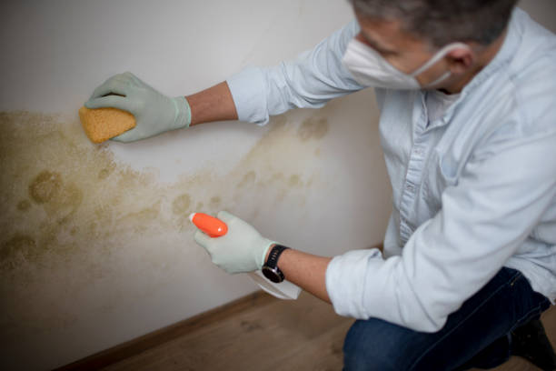 Best Professional Mold Removal  in Peosta, IA