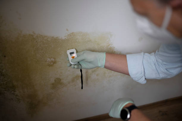 Best Office Mold Removal Services  in Peosta, IA