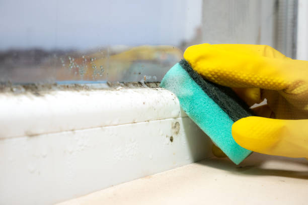 Office Mold Removal Services in Peosta, IA