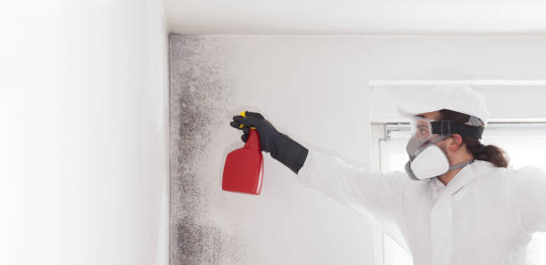 Best Residential Mold Removal  in Peosta, IA