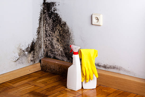 Best Mold Damage Repair  in Peosta, IA