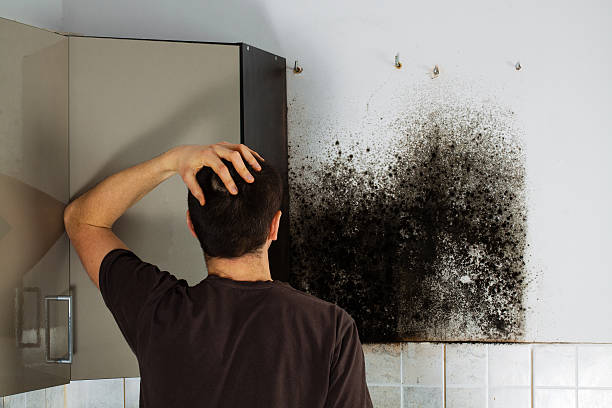 Best Office Mold Removal Services  in Peosta, IA